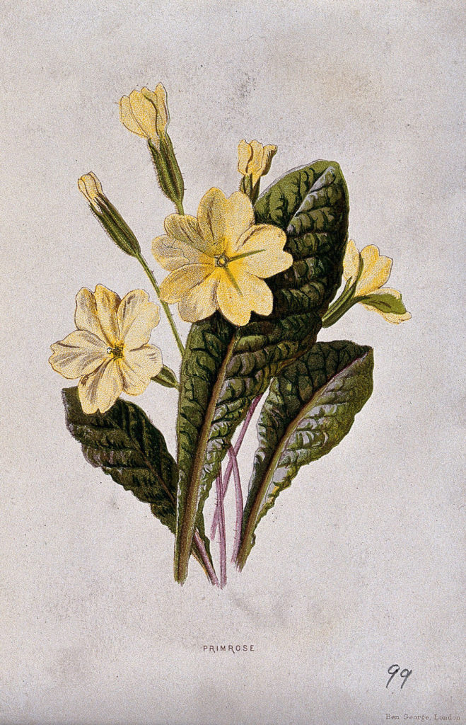 Primula vulgaris illustration