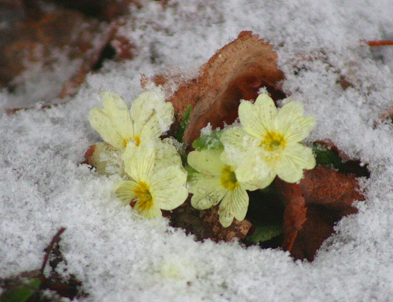 Primula vulgaris in snow