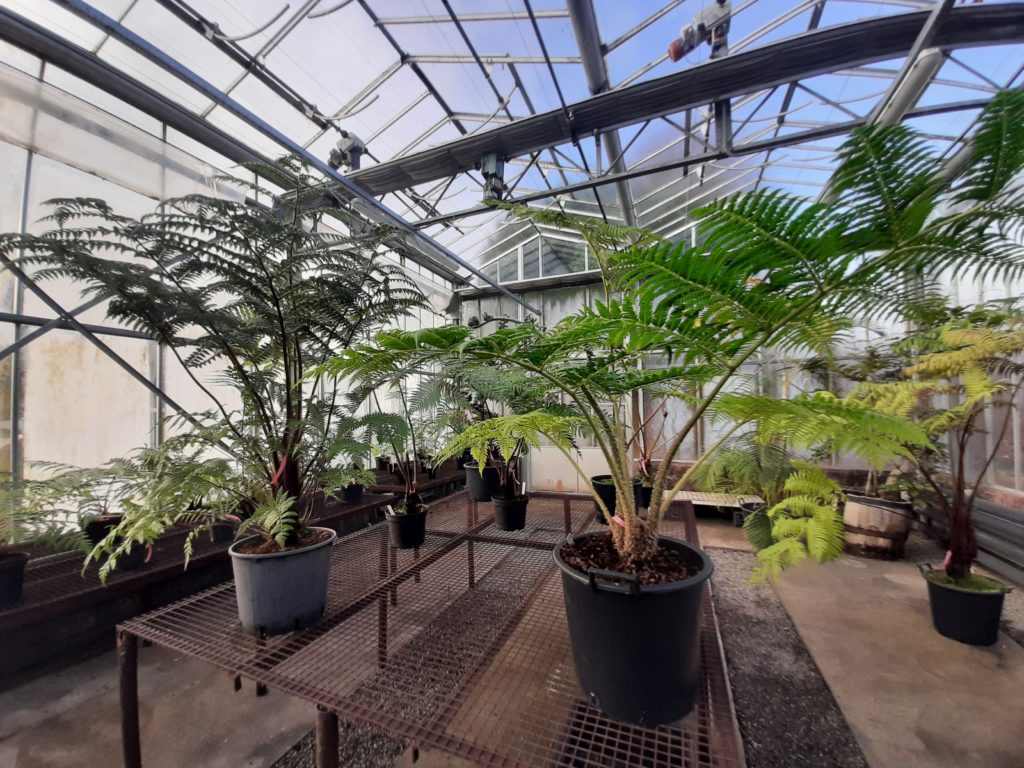 Interior of glasshouse and large potted ferns.