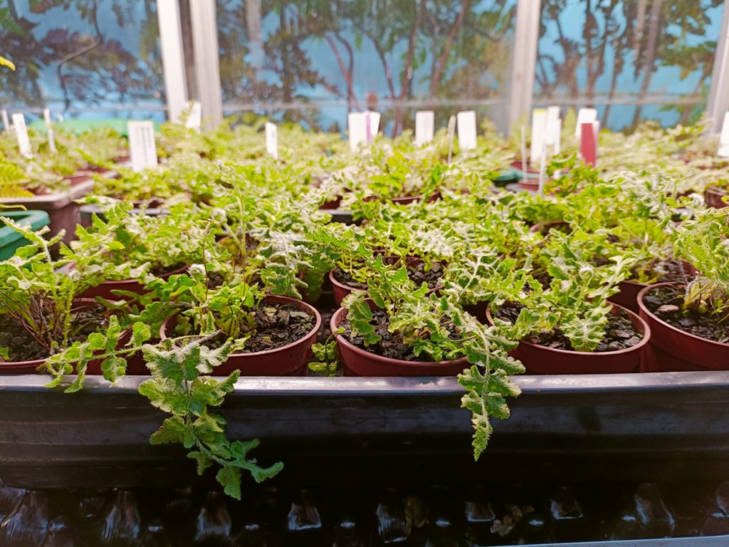 numerous small pots of woodsia sporophytes
