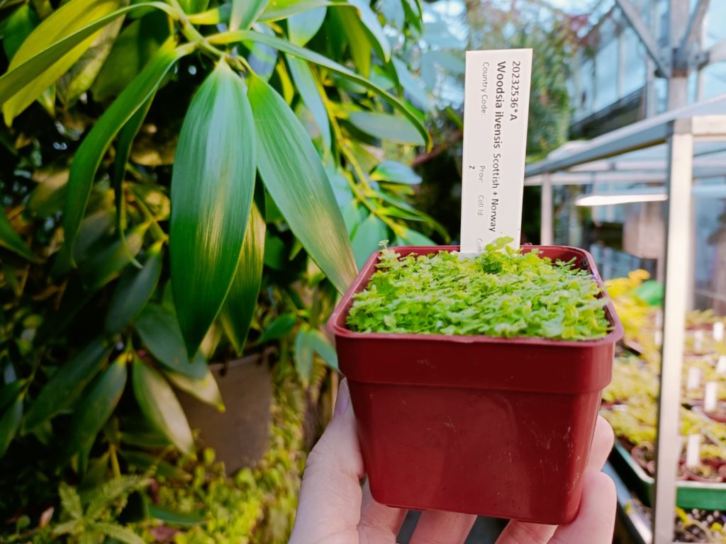 a small pot of fern sporophytes