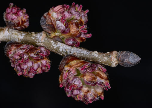 Elm twig with flower cluster opening to expose the female stigmas