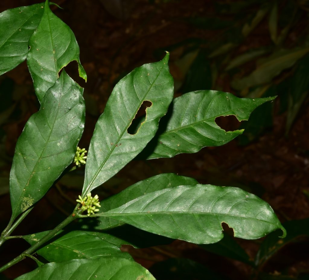 Plant with white flower buds.