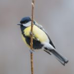 Great tit image by Christel from Pixabay