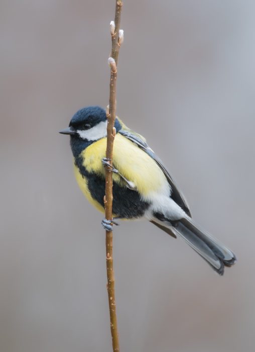 Great tit image by Christel from Pixabay