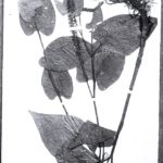 Scan of a glass plate negative from the RBGE Archives glass plate negative collection, negative number 1/1 AQ 17, taken by RBGE photographer Robert Moyes Adam on the 15 Feb 1911