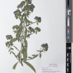 Specimen of Hydrolea spinosa