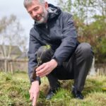 Beauly elm seedling being planted