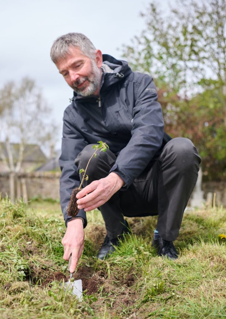 Beauly elm seedling being planted
