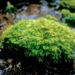 Hypnodendron vitiense