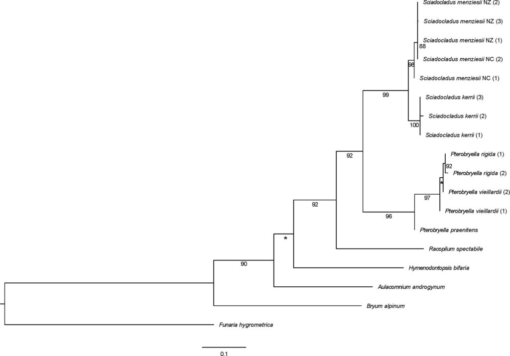 Sciadocladus Phylogeny