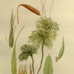 Sciadocladus menziesii