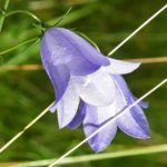 Campanula rotundifolia flowers