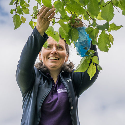 Woman collecting elm seeds