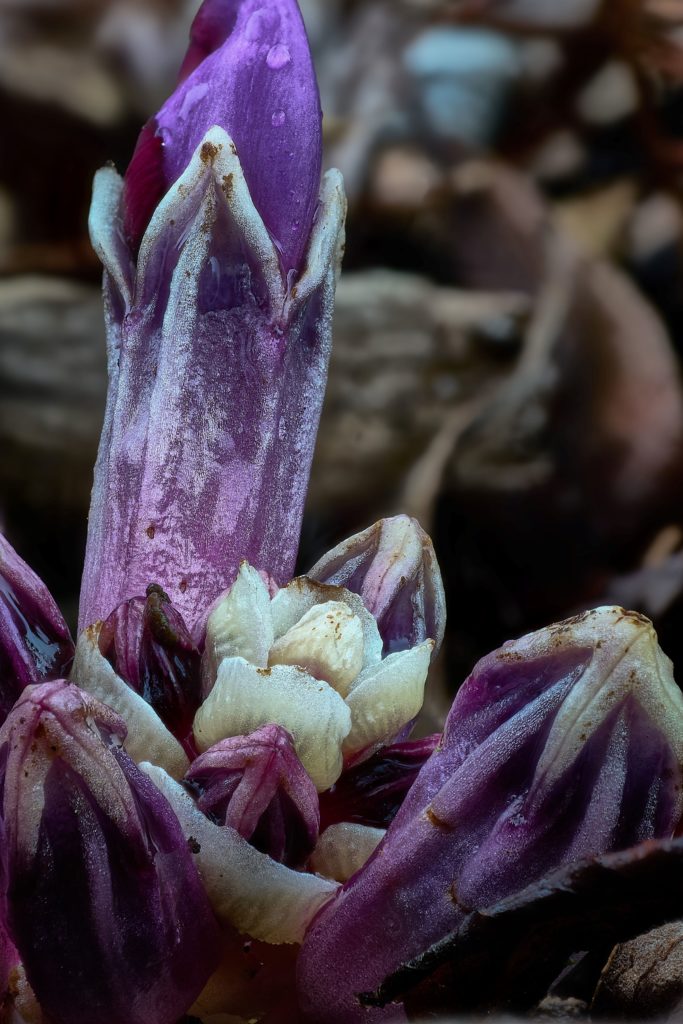 Purple toothwort emerging flower