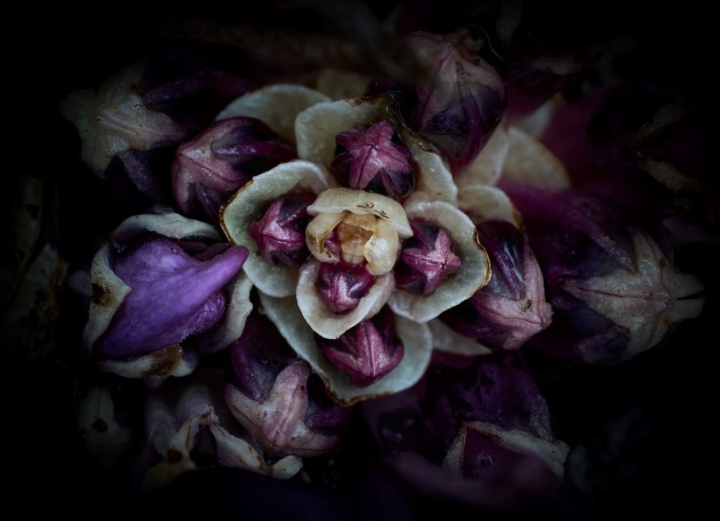 Purple toothwort flower buds