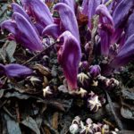 Purple toothwort flowers