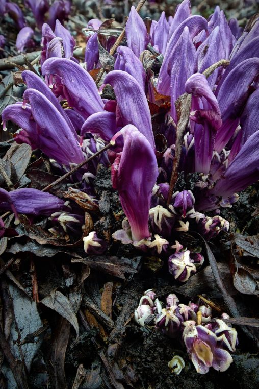 Purple toothwort flowers