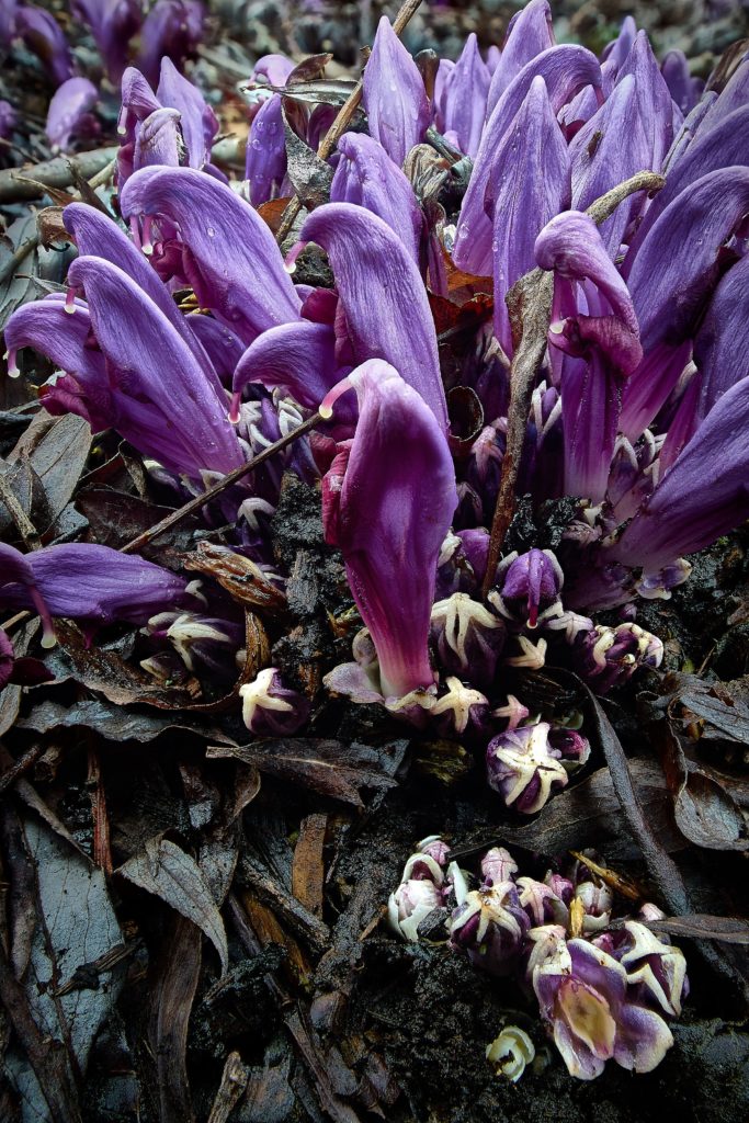 Purple toothwort flowers