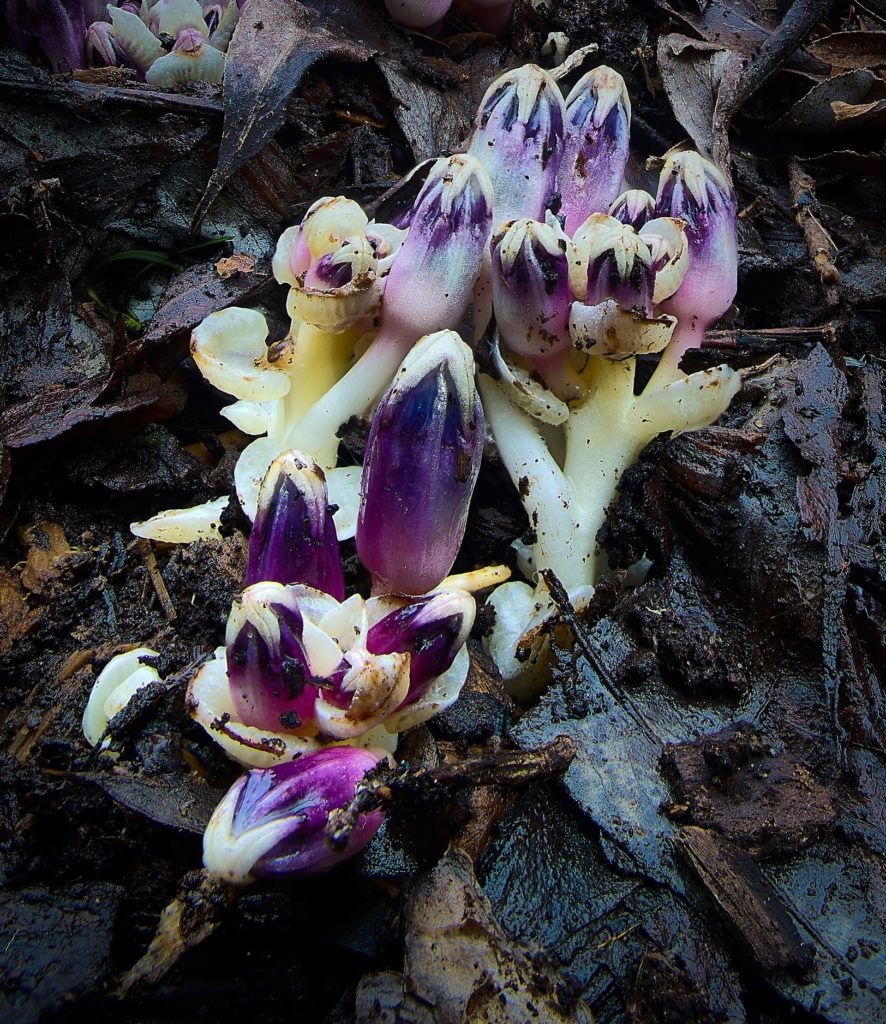 Purple toothwort leaves