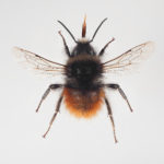 Bombus monticola