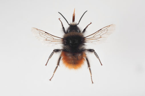 Bombus monticola