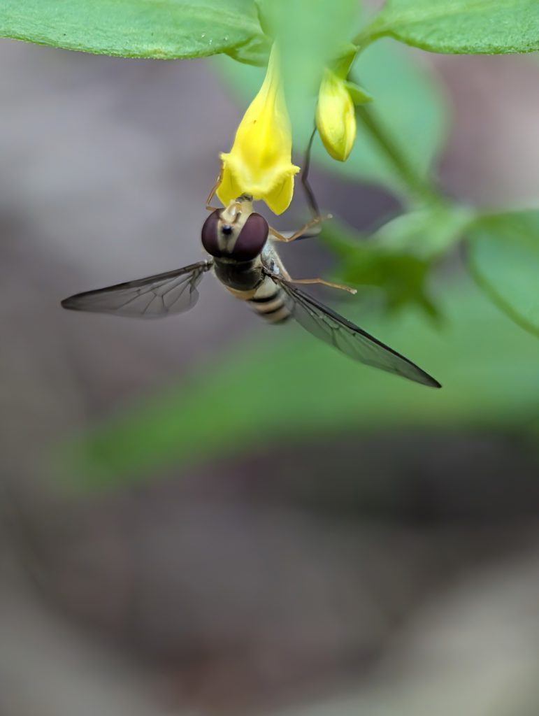 Cow wheat hoverfly proof