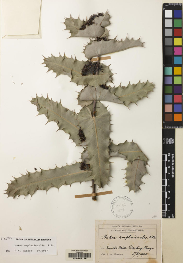 Specimen of Hakea amplexicaulis R. Br., collected in Western Australia in 1905