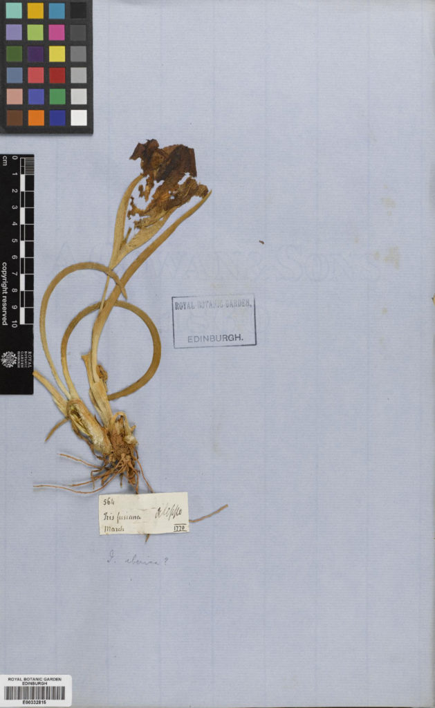 Specimen of Iris iberica Hoffm., collected in 1770