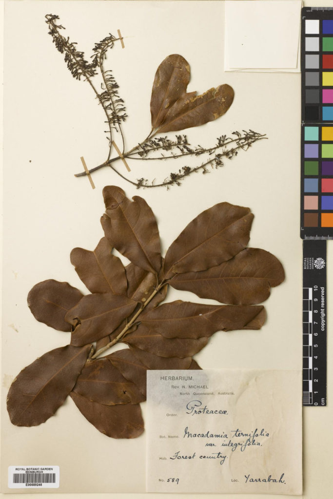 Specimen of Macadamia integrifolia Maiden & Betche, collected in North queensland, Autralia