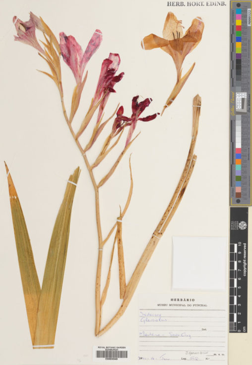 Specimen of Gladiolus L.