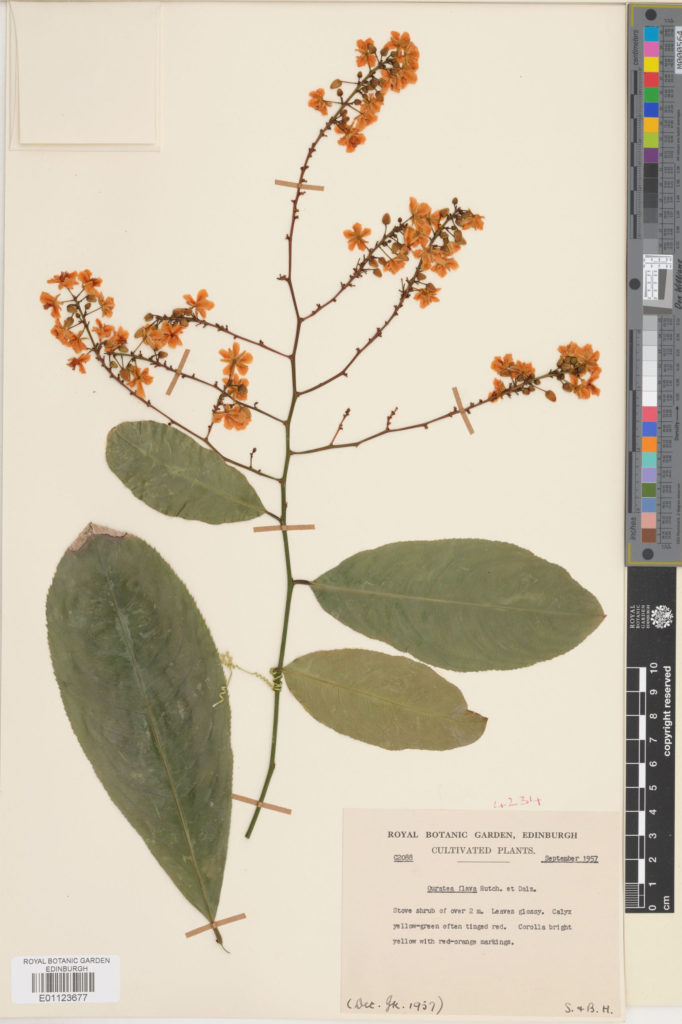 Specimen of Gomphia flava Schumach. & Thonn., collected froma plant grown in cultivation in the gardens at Edinburgh