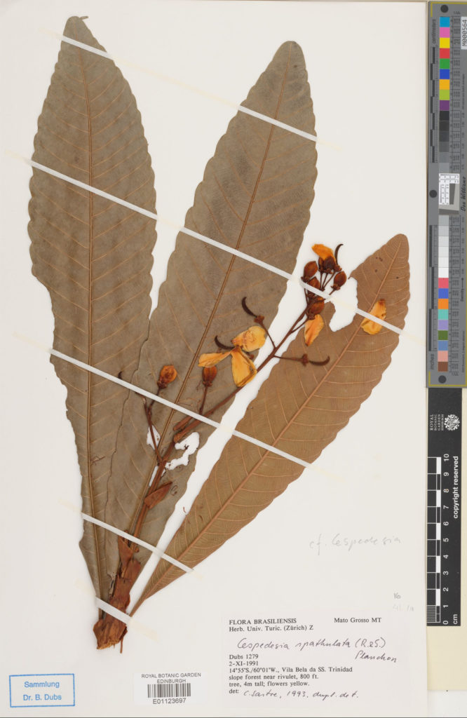 Specimen of Cespedesia spathulata (Kunz. & Pav.) Blanch.. The large leaves are used for roofing