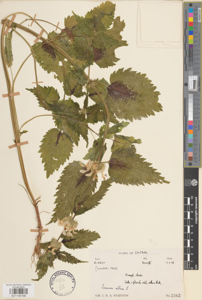 E01149199 4 lamium album