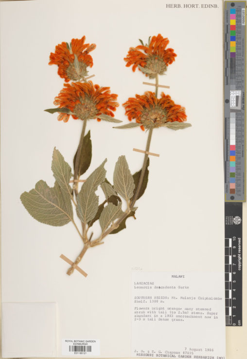 E01185121 4 Leonotis decadonta