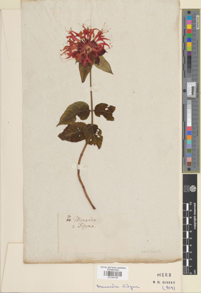 E01254159 4 Monarda didyma