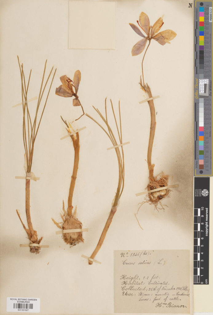 Specimen of Crocus sativus L.