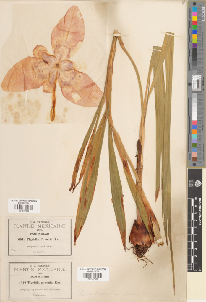 Specimen of Tigridia pavonia (L.f) DC collected in Mexico