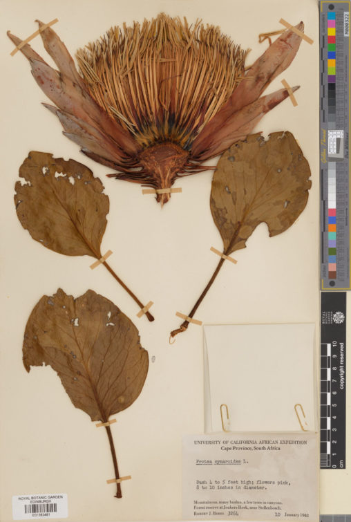 Specimen of Protea cynaroides (L.) L., collected in South Africa