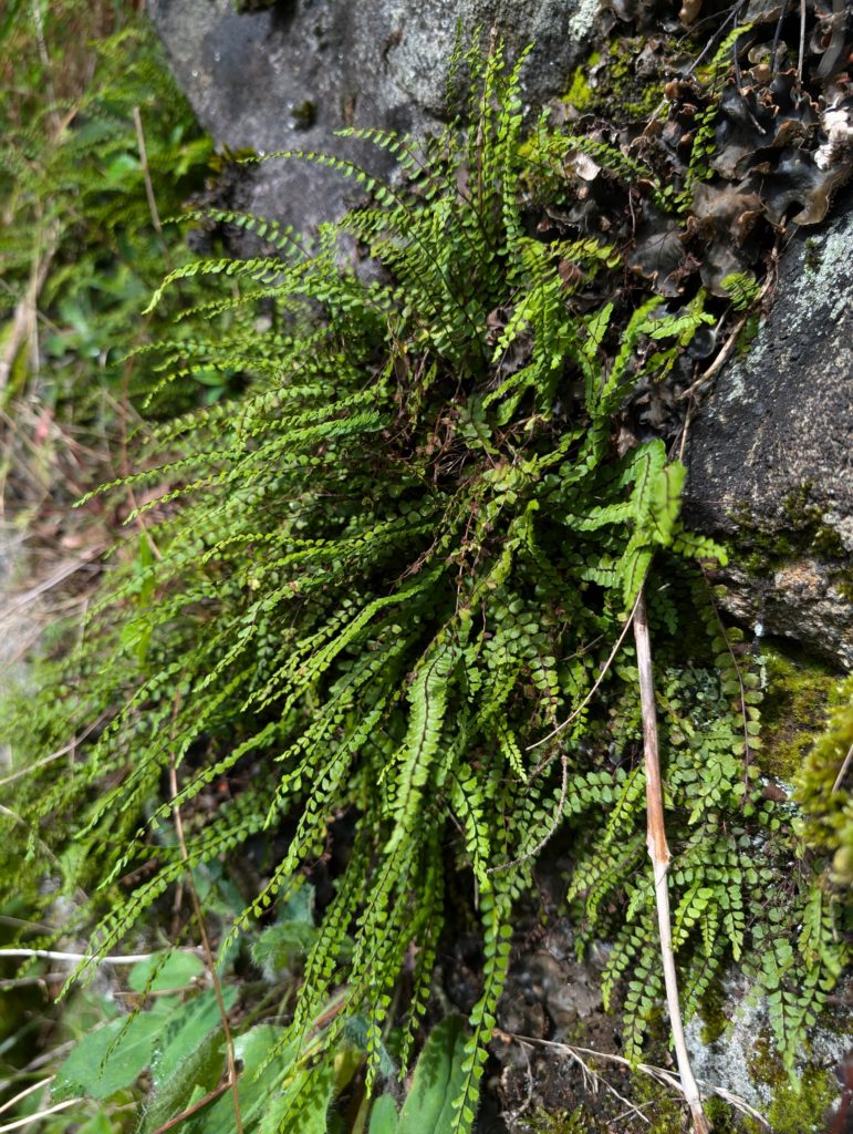 Maidenhair spleenwort