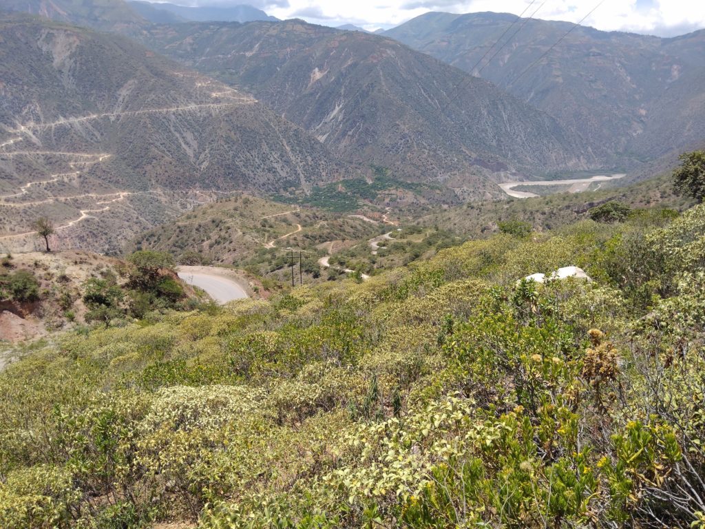 A view across Marañon valley near Chagual in Peru. In the foreground are pale-leaved shrubs of Croton. In the background glimpses of the Maranon river and a series of roads snaking across steep, dry hills. Photograph taken by Zoë Goodwin.