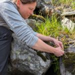 Woman collecting woodsia fern on rocky slope