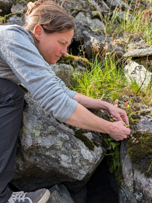 Woman collecting woodsia fern on rocky slope