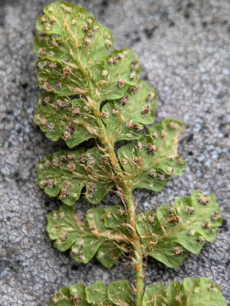 Woodsia frond 2