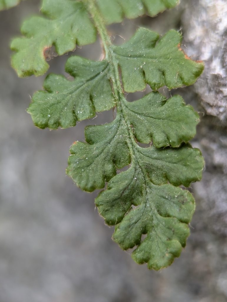 Woodsia frond