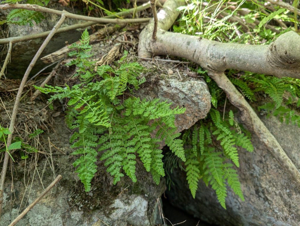 Woodsia shade