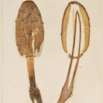 A sectioned and dried herbarium specimen of a Shaggy Inkcap (Coprinus comatus)