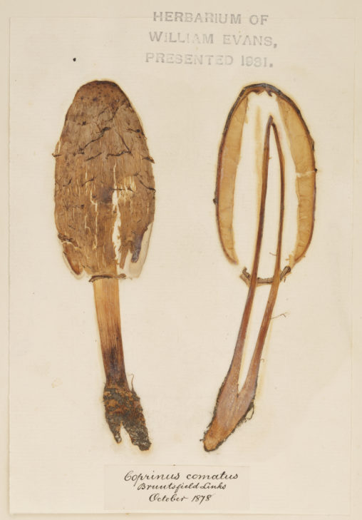 A sectioned and dried herbarium specimen of a Shaggy Inkcap (Coprinus comatus)