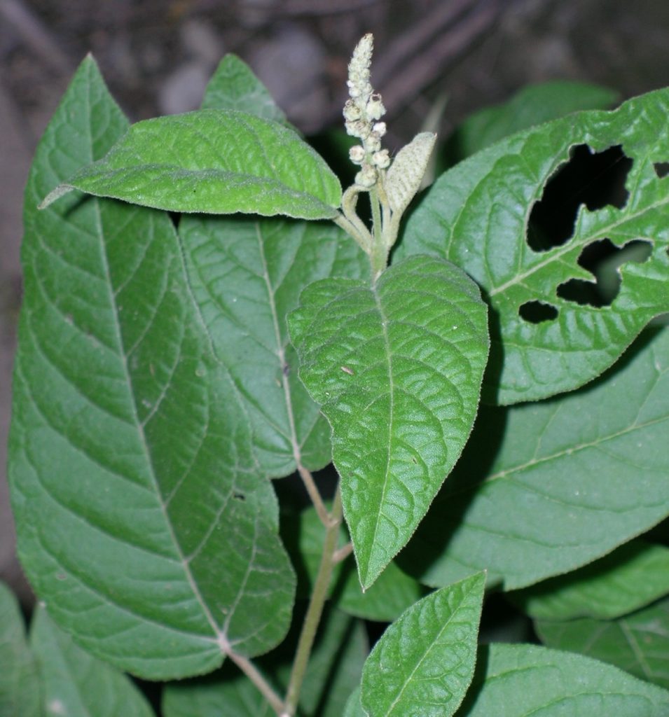 White inflorescence and young, green leaves of Croton maranonensis. Photograph taken by Ricarda Riina.