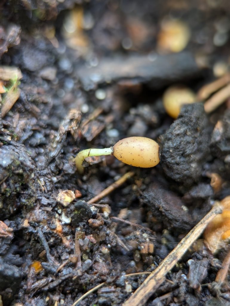 Cow wheat germination